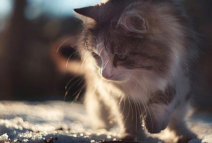 sibirisk katt temperament