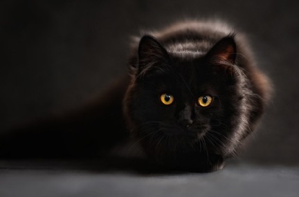 svarta katten