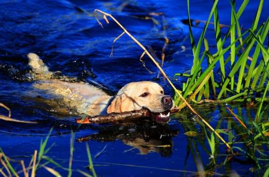 simmande hund