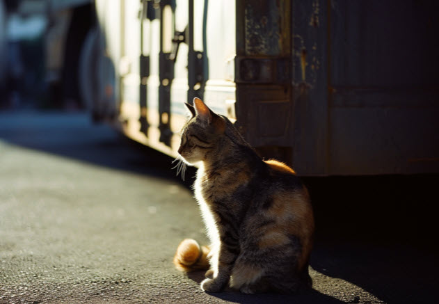 katt vid flyttbil