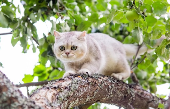 ta det lungt katten