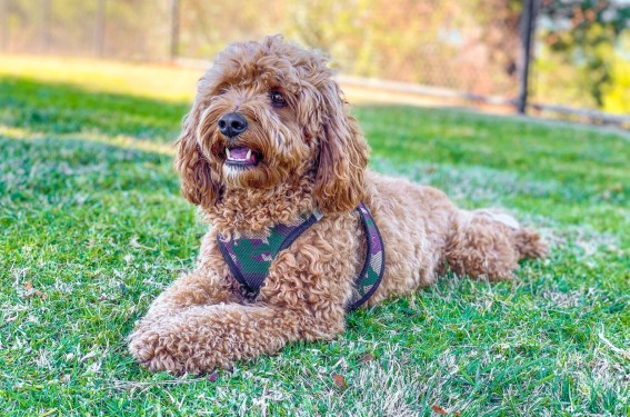 Cavapoo aktivitet