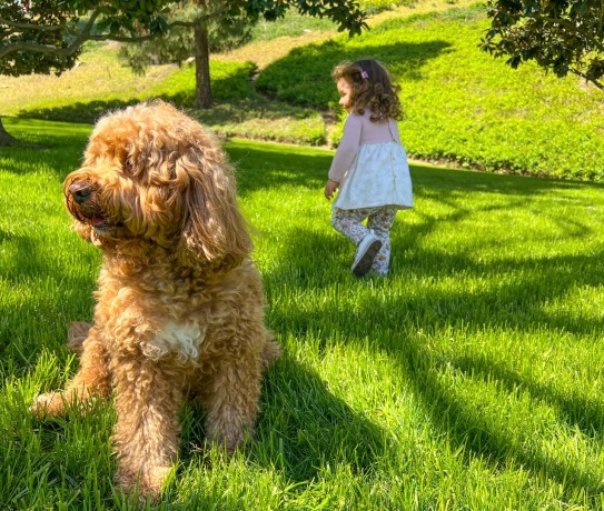 Cavapoo barn