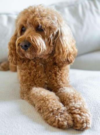 Cavapoo inomhus