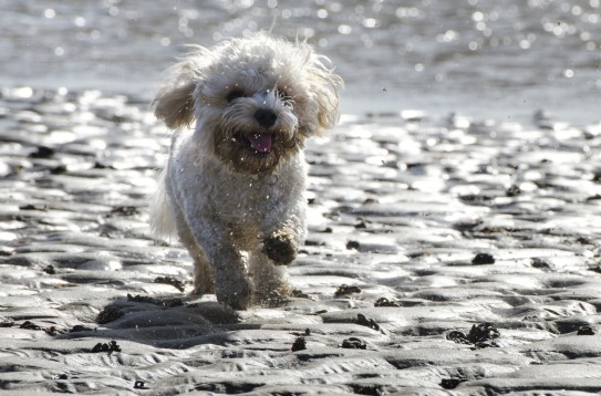 Cavapoo lek