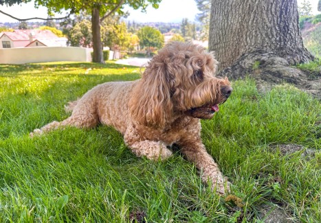 Cavapoo valp