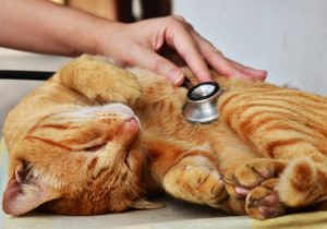 kattförsäkring