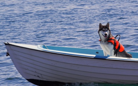 hund på båt
