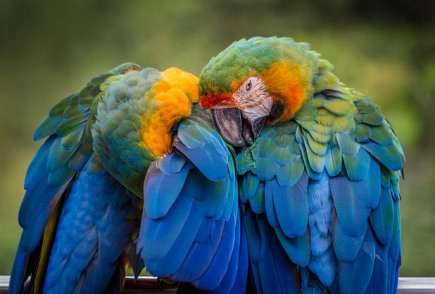 blå papegojor