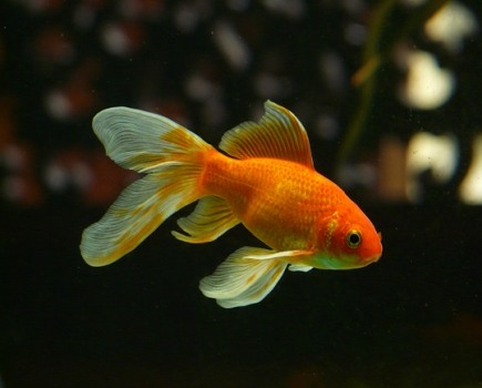 guldfisk
