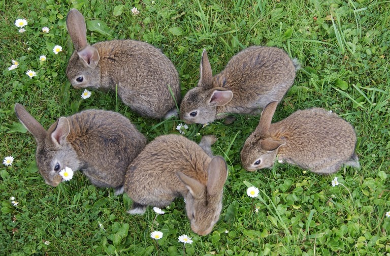 kaniner gräs