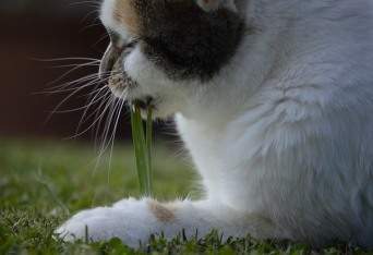 katt äter gräs