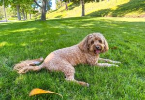 Cavapoo