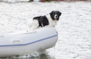 hund på båten